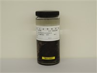 藏品(金背鳩)的圖片